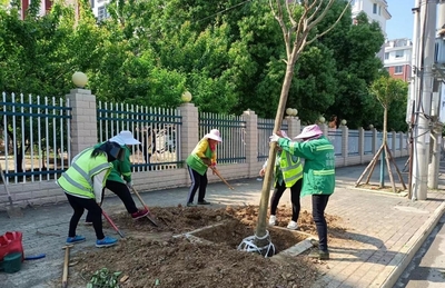 市园林绿化服务中心补栽行道树为城市增绿